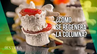 ¿Cómo se regenera la columna?