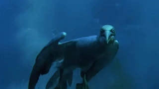 Torpedo Gannet Diving! | Nature's Great Events w/ David Attenborough | BBC