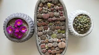 Литопсы/ Lithops. Фрития/ Frithia. Фенестрария/ Fenestraria. Летний уход. 05.07.2023.