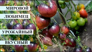 Чудо из Америки - томат Сержант Пеппер, медовый сочный урожайный трудяга завалит вас томатами