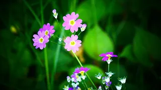 0886#園芸#プリムラ・マラコイデス#長池公園#Gardening#Primula malacoides#Nagaike Park#20210423