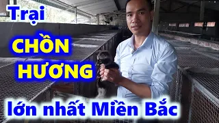 Trại nuôi chồn hương giống lớn nhất Miền Bắc. Bảo hành và bao tiêu đầu ra cầy hương 15 năm.