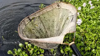 Catching And Fishing With Live Minnows On A 10ft Float Rod