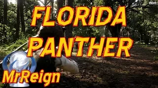 Red Dead Redemption 2 - Hunting The Florida Panther - Potent Predator Bait - Panther Saddle