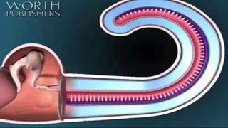 4 - Sound & cochlea animation