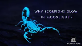 WHY SCORPIONS GLOW IN MOON LIGHT ?