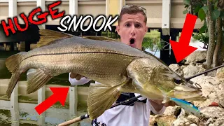 Catching HUGE Snook in TINY Bridge!