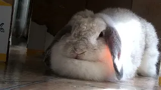 Rayne Rabbit Bunny resting her chin on her tuft pillow of fur!