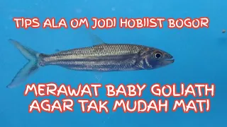 CARA MEMELIHARA BABY IKAN GOLIATH ANTI STRES