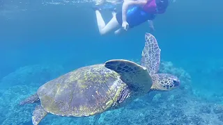 Hawaiian Green Sea Turtles [Diving in Maui] Honolua Bay Maui, Hawaii