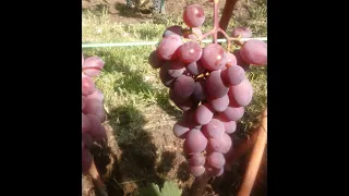 Виноград в средней полосе.  Обзор виноградника 28.08.2021 г.