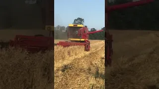 Žetva pšenice UB 2022 (prinos 8 tona po ha)
