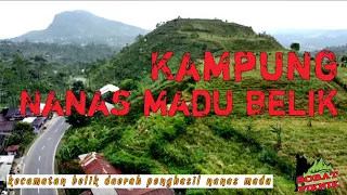 Kampung Nanas madu belik | Nanas desa belik kabupaten pemalang