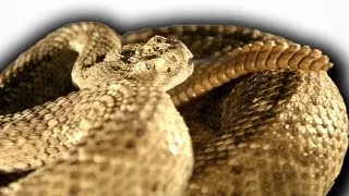 Slow Motion Rattlesnake | Slo Mo | Earth Unplugged