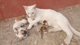 I rescued a mother cat with 5 newly abandoned kittens on the street.