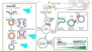 Molecular Motors & Transport Lecture