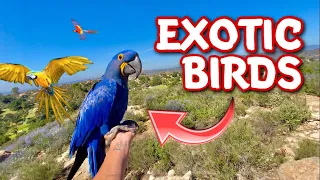 LETTING PARROTS GO ON THEIR RANCH!!