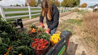 Last Pepper Harvest, Planting Arbs & More Kale for the Hartley! 🌿🍂🥰// Garden Answer