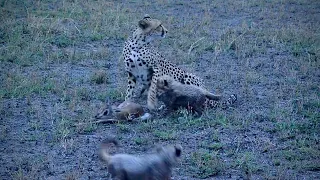 Feisty Little Cheetahs attacking A Baby Gazelle