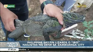 Philippine sailfin lizards o “Ibid,” nailigtas ng DENR sa Zamboanga City