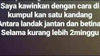 Cara mengawinkan landak mini dan berhasil melahirkan 6 bayi landak