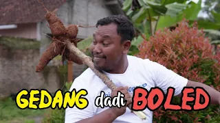 GEDANG dadi BOLED || Film Pendek Ngapak