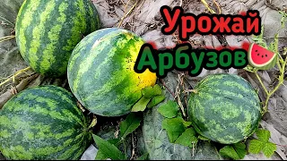 Собираем урожай Арбузов