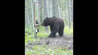 Медведь пришёл в ужас, когда увидел себя в зеркале