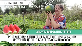 Выращиваем арбузы на целине Без перекопки и коробов / Ирина Ханина