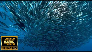 Under Red Sea Stunning Ocean 4K  Beautiful Coral Reef & Fishes, Sea Animals for Relaxation  4K Video