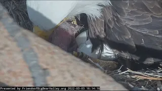 Bald eagle egg hatches at Big Bear nest