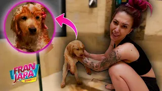 O PRIMEIRO BANHO DA MINHA CACHORRINHA! - Fran Japa