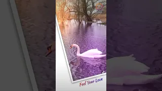 🦢 Білий Лебідь 🦢 2023🦢