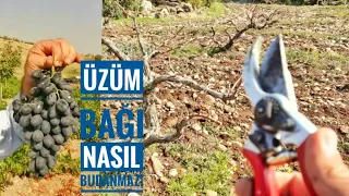 BAĞ BUDAMINDA ÖLÜMCÜL HATALAR!