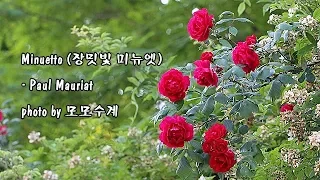 Minuetto (장밋빛 미뉴엣)/Paul Mauriat 폴 모리아 & photo by 모모수계