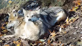 Pile of Adorable Wolf Pups