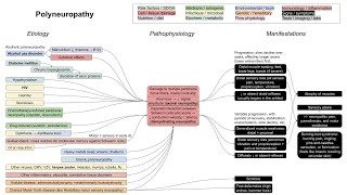 Polyneuropathy, axonal and demyelinating neuropathies (mechanism of disease)