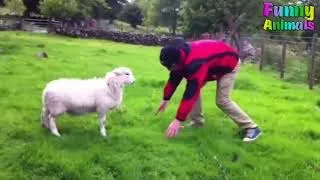 Funny goats attacking people   sheep fight   angry goat