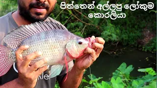 Big Tilapia Fish Catching | Sri Lanka Fishing | Fishing with Bread | පිත්තෙන් අල්ලපු ලෝකුම කොරලියා