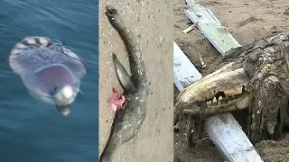 Unidentified Sea Monster Remains Examined