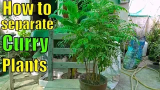 How to Separate_repot_shift Curry leave Plants From Single Pot