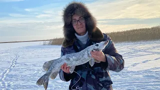 Ловля щуки на жерлицы. Не успеваем подсекать