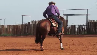 Reiner vs Cow Horse