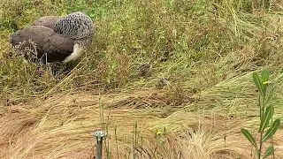 Cloudy Day But the Peafowl Are OK