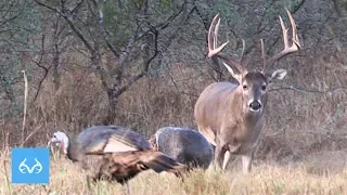 Giant Texas Buck at 20 Yards | Nick Mundt | Monster Bucks Monday Presented by MidwayUSA