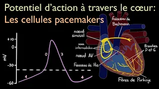 Potentiel d'action à travers le cœur : les cellules pacemakers