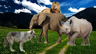 Animals around us: Cat, Rhinoceros, Dog, Frog, Parrot, Wolf, Tiger, Snake- Animal sounds