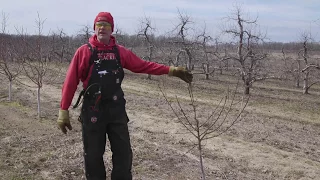 Klackle Farms | Peach Tree Pruning