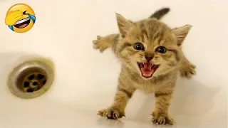 Try Not To Laugh 🤣 New Funny Animals 😂 Funniest Cats and Dogs Videos 😺🐶 Best Funny Videos 🤣