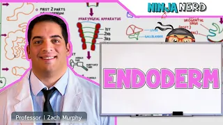 Embryology | Endoderm